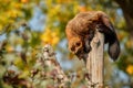 Majestic wolverine hang on a tree in front of the colourful background