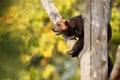 Majestic wolverine hang on a tree in front of the colourful background