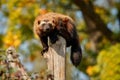 Majestic wolverine hang on a tree in front of the colourful background