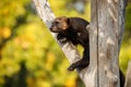 Majestic wolverine hang on a tree in front of the colourful background