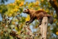 Majestic wolverine hang on a tree in front of the colourful background