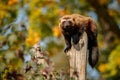 Majestic wolverine hang on a tree in front of the colourful background