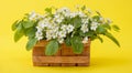 majestic wooden vase with white flowers on yellow background in high resolution