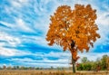 Majestic Yellow and Orange Fall Time Hickory Tree