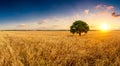 majestic yellow wheat field with a tree in the background in a sunset Royalty Free Stock Photo