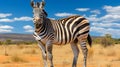 majestic zebra in african wilderness. graceful beauty amidst golden grasslands and vibrant sky Royalty Free Stock Photo