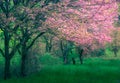 Majestically blossoming sakura trees on a fresh green lawn.