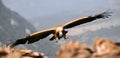 A majestid griffon vulture in spanin Royalty Free Stock Photo