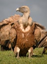 A majestid griffon vulture in spanin Royalty Free Stock Photo