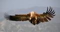 A majestid griffon vulture in spanin Royalty Free Stock Photo