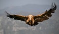 A majestid griffon vulture in spanin Royalty Free Stock Photo
