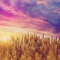 Majestik Sunset over the Wheat Field Royalty Free Stock Photo