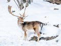 Majestuous Male Fallow Deer in the Snow. Royalty Free Stock Photo