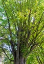 Majestuous Old Maple Tree in Canada