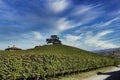 The majesty of the cedar of Lebanon in La Morra, in the Piedmontese Langhe