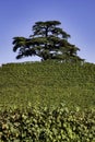 The majesty of the cedar of Lebanon in La Morra, in the Piedmontese Langhe Royalty Free Stock Photo