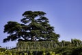 the majesty of the cedar of Lebanon in La Morra, in the Piedmontese Langhe Royalty Free Stock Photo