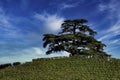 The majesty of the cedar of Lebanon in La Morra, in the Piedmontese Langhe