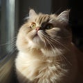 The Majesty of Curiosity: A Cream-Colored Cat Watching the World with Wonder and Grace Royalty Free Stock Photo