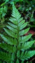 The Majesty of Ferns: A Close-Up Look at Nature& x27;s Finest