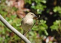 Majesty singing chaffinch is sitting on bare branch with buds.