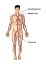 Major blood vessels for central line insertion