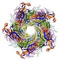 Major Capsid Protein of Human Papilloma Virus Royalty Free Stock Photo