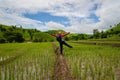 Tourist standing in the rice field terrace in the countryside of Northern region of Thailand. Royalty Free Stock Photo