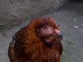 A major epidemic for birds is emerging in India a close up shot of a rooster in the midst of bird flu situation Royalty Free Stock Photo