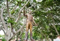 Major General Lachlan Macquarie monument at Hyde Park, Sydney, Australia.