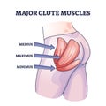 Major glute muscles with medius, maximus and minimus parts outline diagram