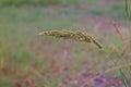 Major grass weed in rice