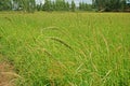 Major grass weed in rice production field