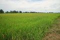 Major grass weed in rice production field