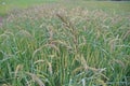 Major grass weed in rice production field