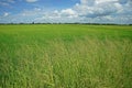 Major grass weed in rice production field