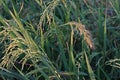 Major grass weed in rice production field