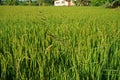 Major grass weed in rice production field