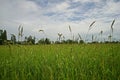 Major grass weed in rice production field