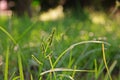 Echinochloa colonum, grass weed in sugarcane Royalty Free Stock Photo