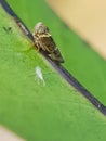 Mango leaf hopper injure ommango flower in Viet Nam. Royalty Free Stock Photo