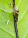 Mango leaf hopper injure ommango flower in Viet Nam. Royalty Free Stock Photo