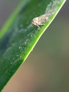 Mango leaf hopper injure ommango flower in Viet Nam. Royalty Free Stock Photo