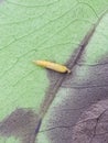 Pupa of Mangosteen leaf miner insect