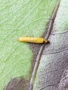 Pupa of Mangosteen leaf miner insect