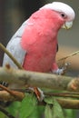 Major Mitchell cockatoo Royalty Free Stock Photo