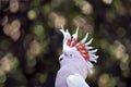 Major mitchell cockatoo Royalty Free Stock Photo