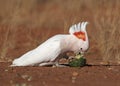 Major mitchell cockatoo feeding Royalty Free Stock Photo