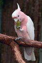 Major Mitchell Cockatoo full length Royalty Free Stock Photo