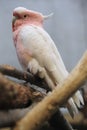 Major Mitchell cockatoo Royalty Free Stock Photo